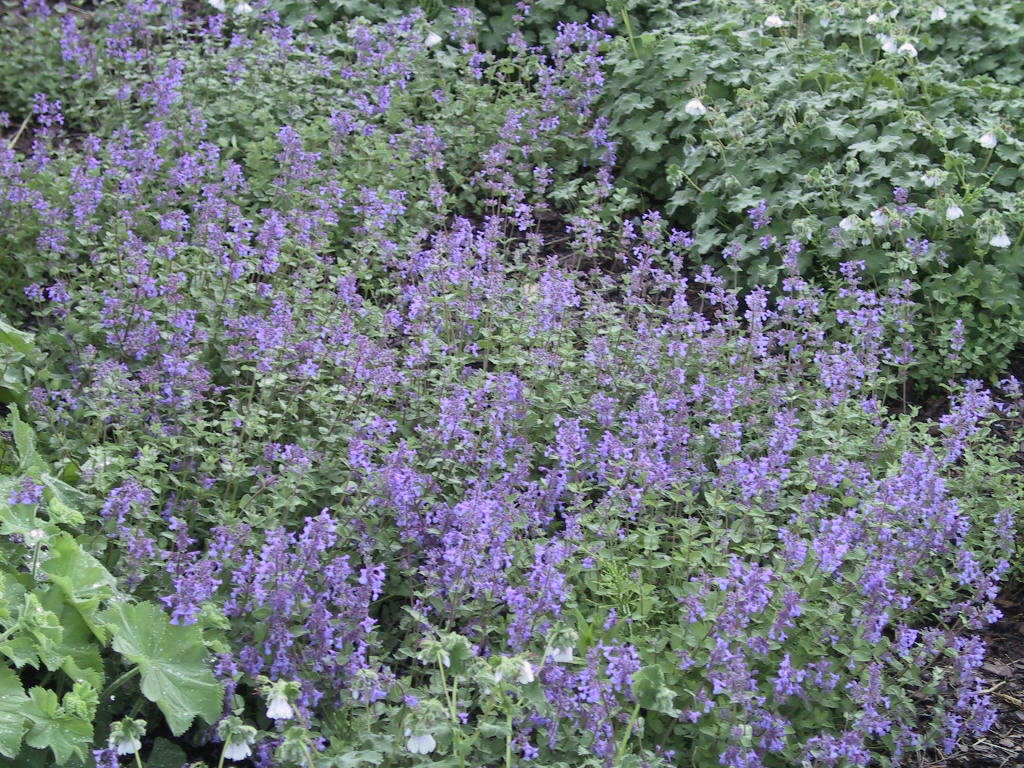 Nepeta fassenii flaechig bluehend.jpg